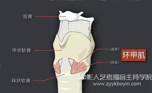 適度顫動兩側環甲肌法.jpg